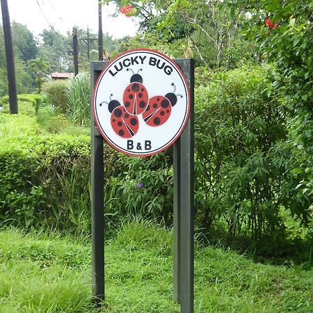 Lucky Bug Bed And Breakfast Nuevo Arenal Exterior foto